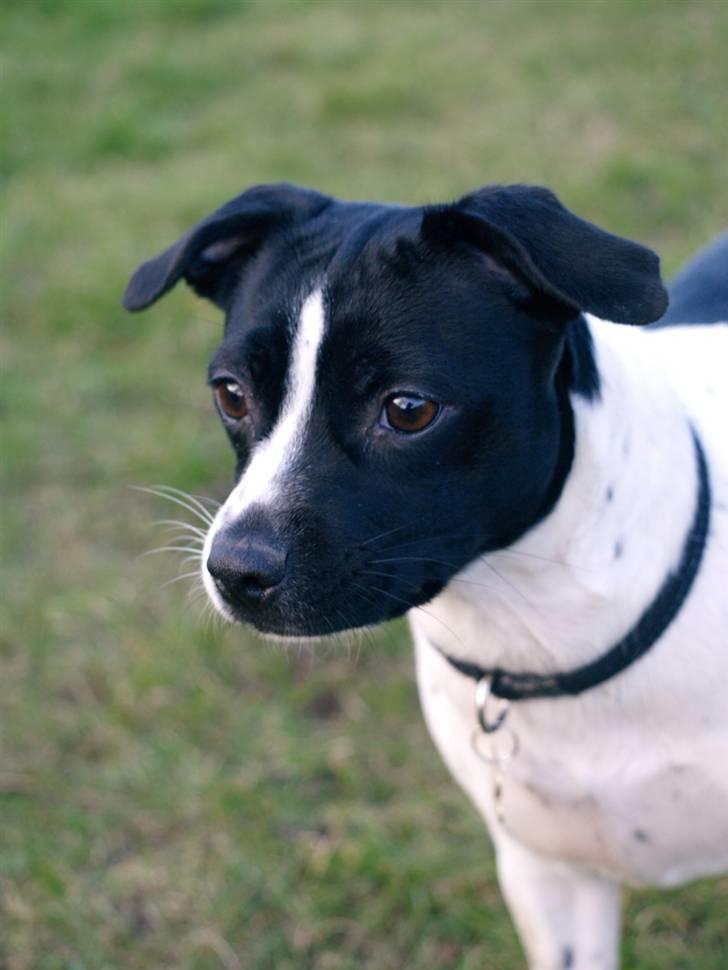 Dansk svensk gaardhund Ronja Røverdatter - Se mor! Jeg er højest! billede 10