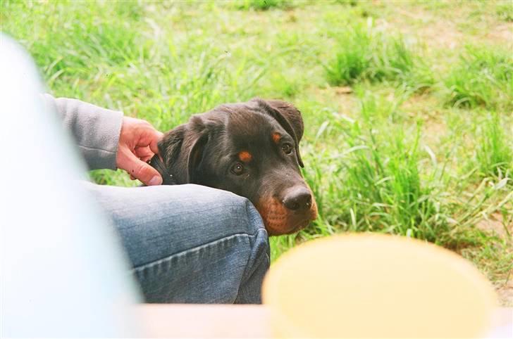 Rottweiler Loke  - Er til hundemøde i skoven ... billede 11