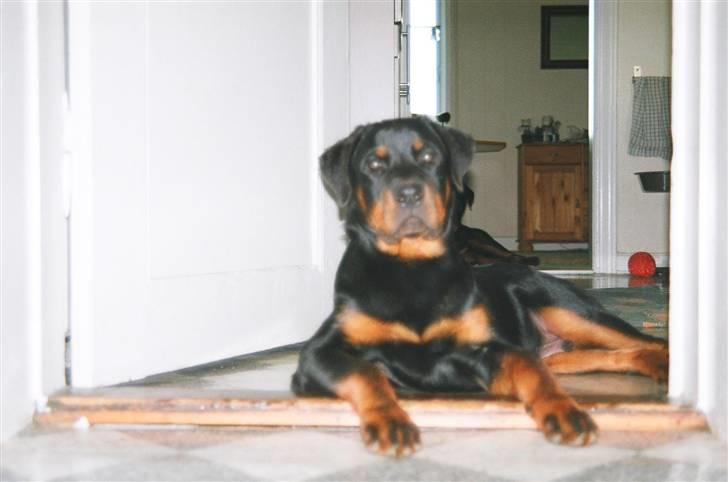 Rottweiler Loke  - Hva så der ... billede 12