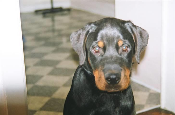 Rottweiler Loke  - Synes du jeg ser lidt betuttet ud ??? Hmmm ... billede 13
