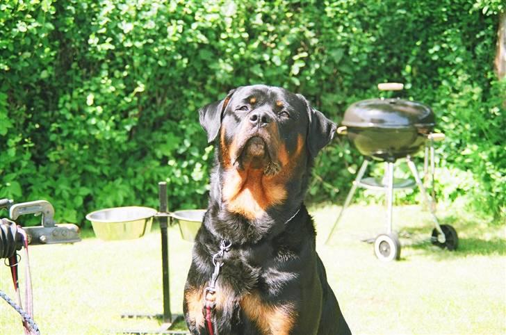 Rottweiler Otto billede 18