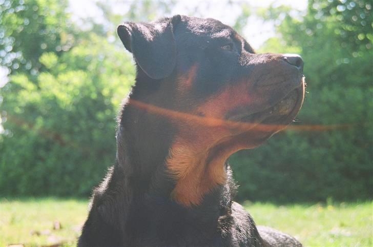 Rottweiler Otto billede 19
