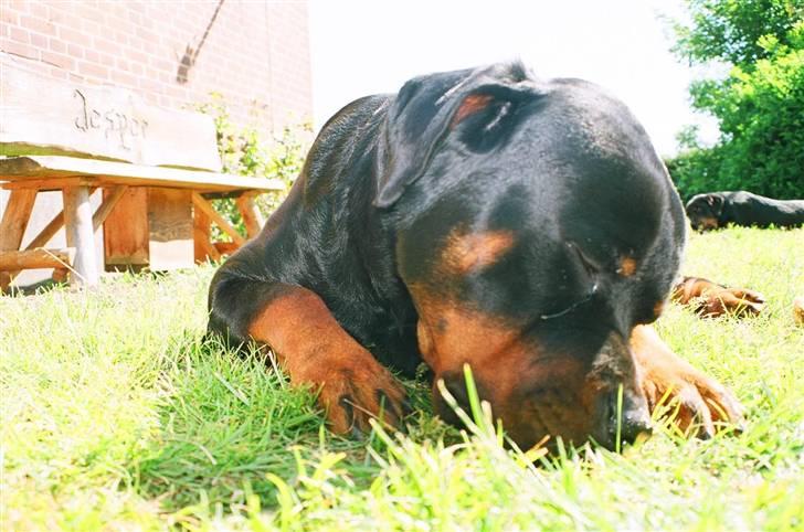 Rottweiler Otto billede 20