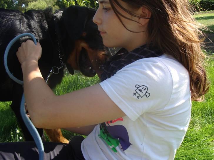 Rottweiler Bob - fotograf: Kia BB. billede 16