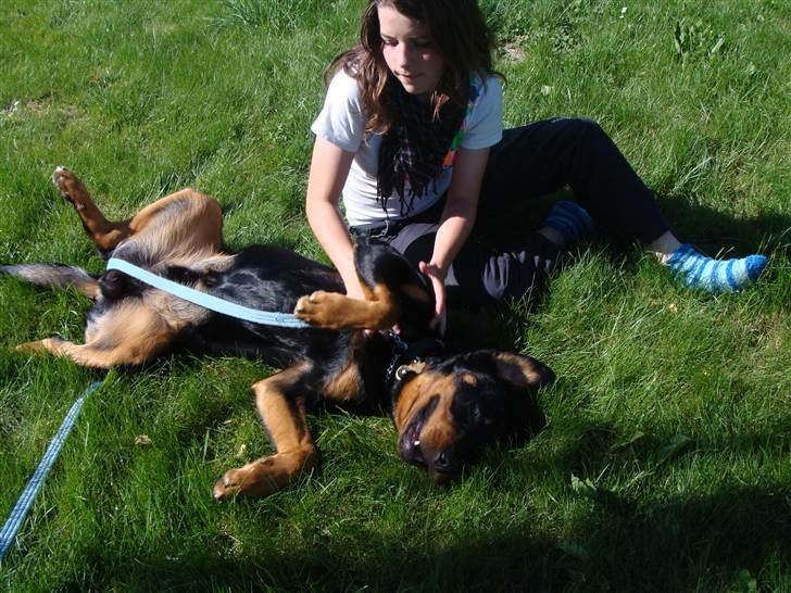 Rottweiler Bob - fotograf: Kia BB. billede 18