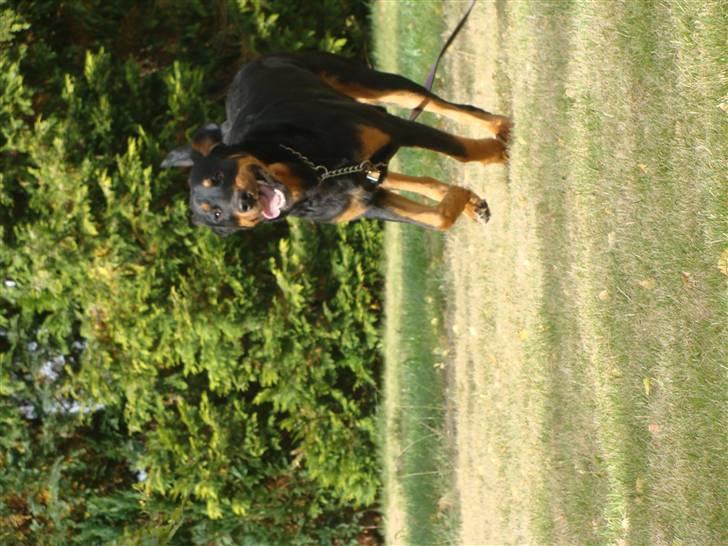 Rottweiler Bob - fotograf: Karoline Gjørlund billede 19