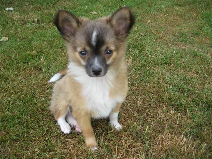 Blanding af racer Baloo - Ja det er så mig der hedder Baloo. Og jeg er en rigtig bølle. billede 1