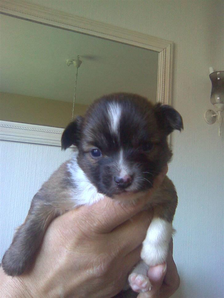 Blanding af racer Baloo billede 2