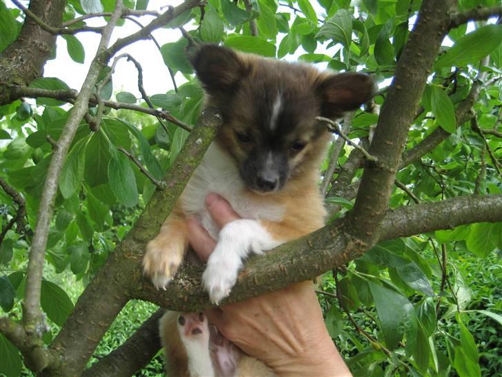 Blanding af racer Baloo billede 3