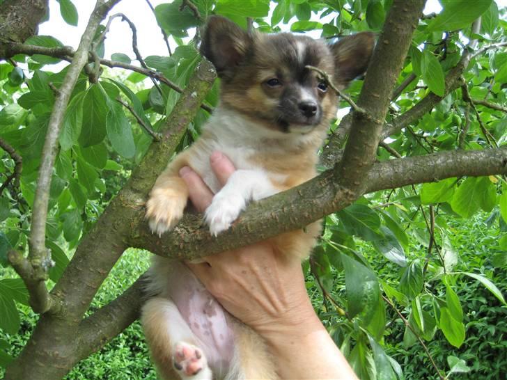 Blanding af racer Baloo billede 4