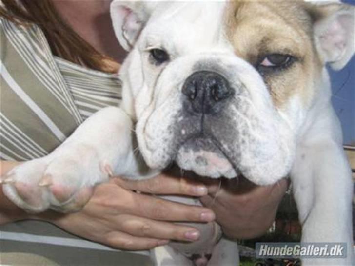 Engelsk bulldog Link - meget bred lille fyr billede 1