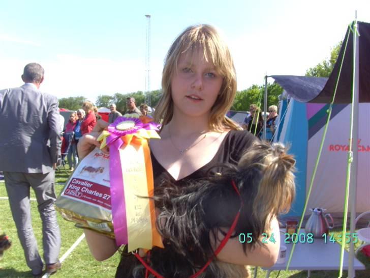 Yorkshire terrier Knight Rider of Padawi´s - Jels 08:Knigthe Rider Of Padawi´s .Kaldes Nigthy  Barnebarnet Claudia 1 præmie og 3 plads i junior handling billede 6