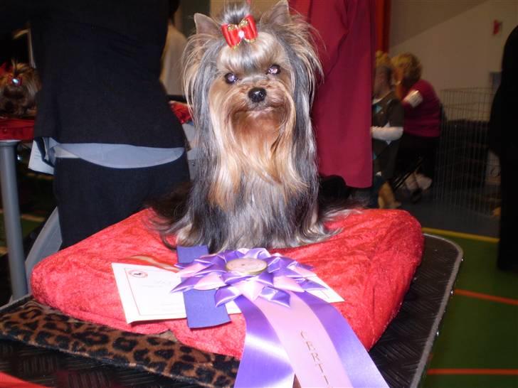 Yorkshire terrier Knight Rider of Padawi´s - excellent og 2 vinder i sin klasse Cert  i Vejen 2010 billede 7