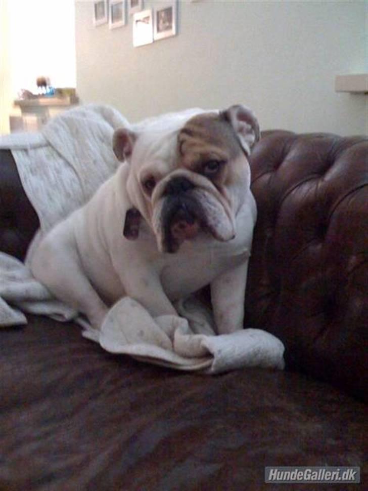 Engelsk bulldog Link billede 2