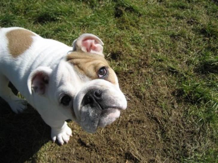 Engelsk bulldog Link billede 3