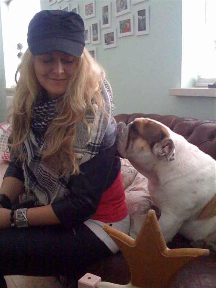 Engelsk bulldog Link billede 4