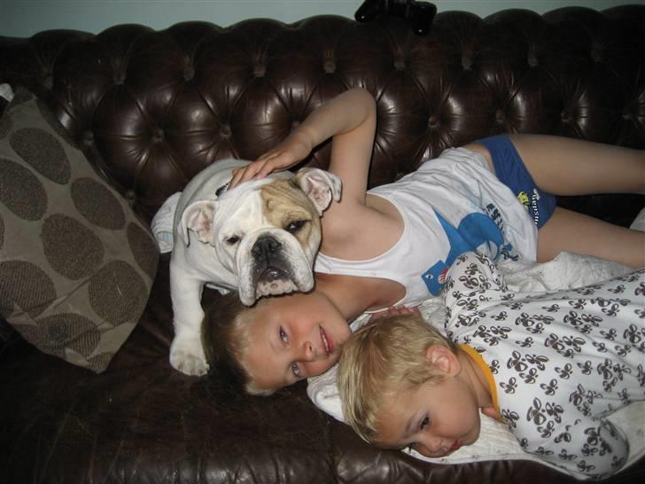 Engelsk bulldog Link billede 5