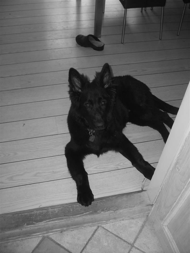 Schæferhund Bessie RIP :( - :) billede 6