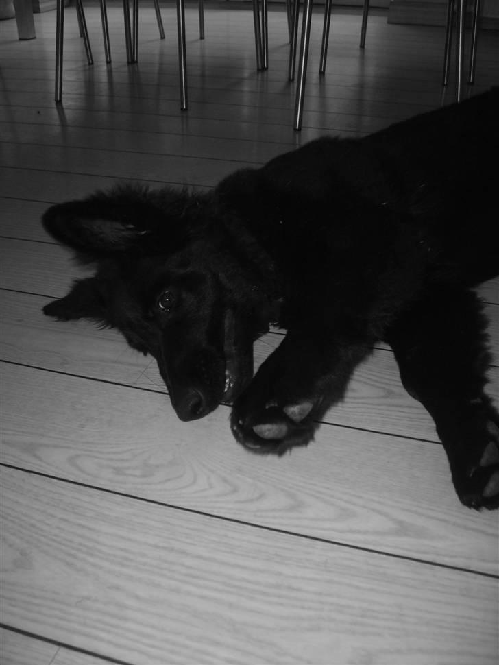 Schæferhund Bessie RIP :( - jeg er glad :p . billede 7