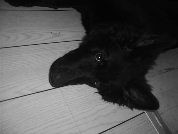 Schæferhund Bessie RIP :( - kan i stå for mig :) ? billede 8