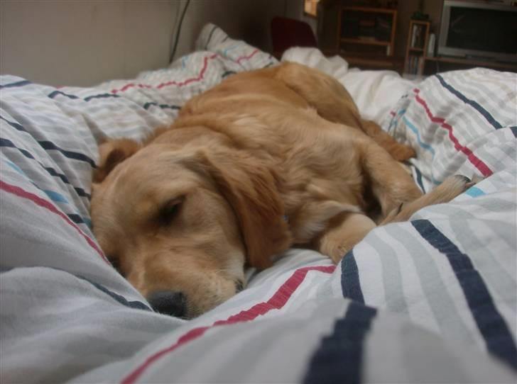 Golden retriever Charlie - Charlie - som sover i min seng :) - 6 måneder gammel :) billede 2