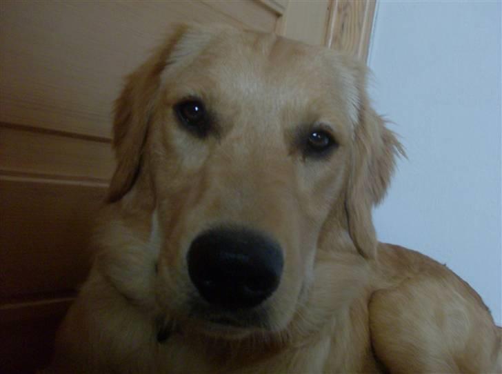 Golden retriever Charlie - Close up :) - stadig 6 måneder gammel billede 4