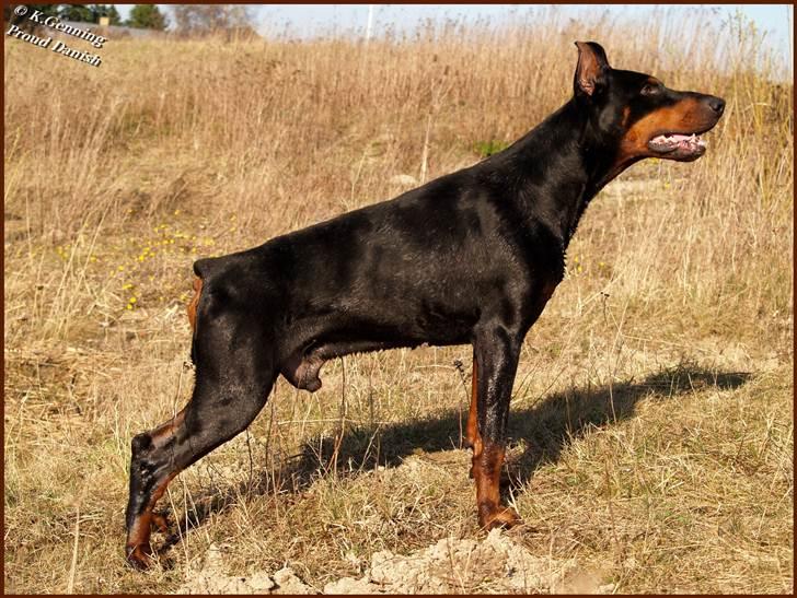 Dobermann Nord Nimrod Od Telepa (R.I.P.) billede 18