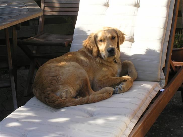 Golden retriever Charlie - han elsker at ligge i vores lænestol :) - 5-6 måneder gammel billede 6