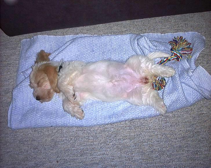 Petit basset griffon wendéen Freja - jegelskerfreja billede 8