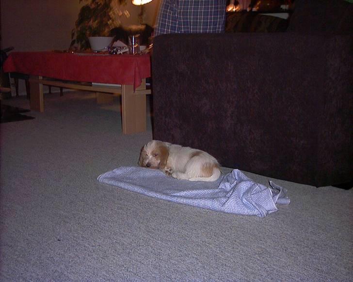 Petit basset griffon wendéen Freja - jegelskerfreja billede 10