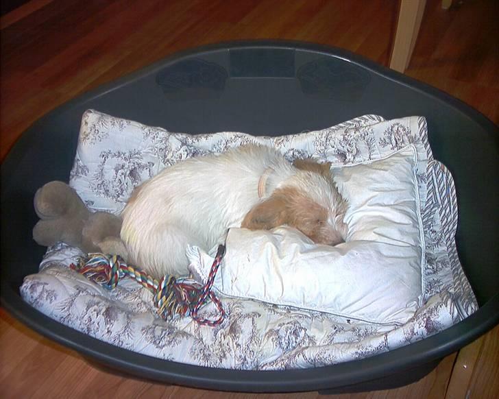 Petit basset griffon wendéen Freja - jegelskerfreja billede 12