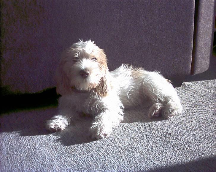 Petit basset griffon wendéen Freja - jegelskerfreja billede 13