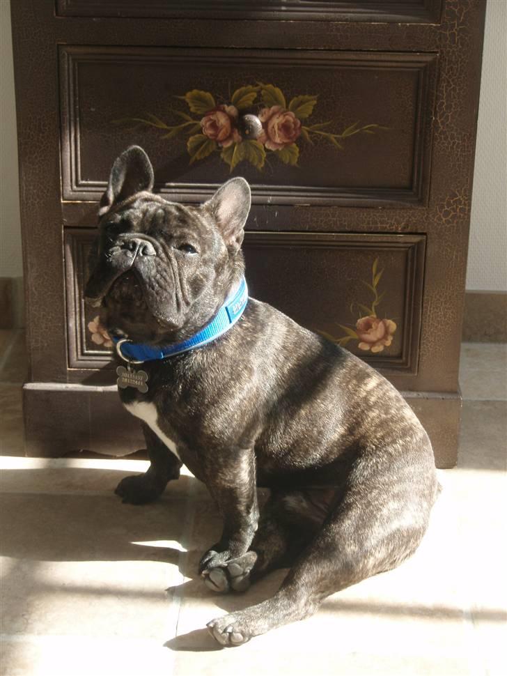 Fransk bulldog Albert billede 3
