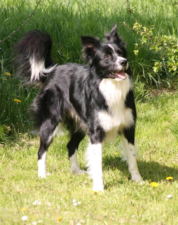 Border collie Murphy billede 1