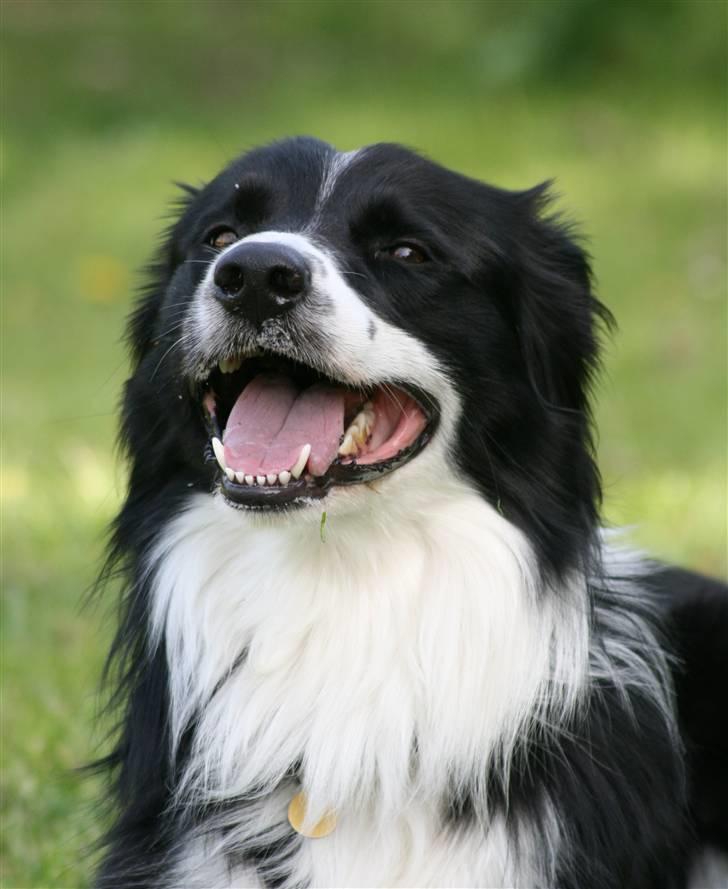 Border collie Murphy billede 2