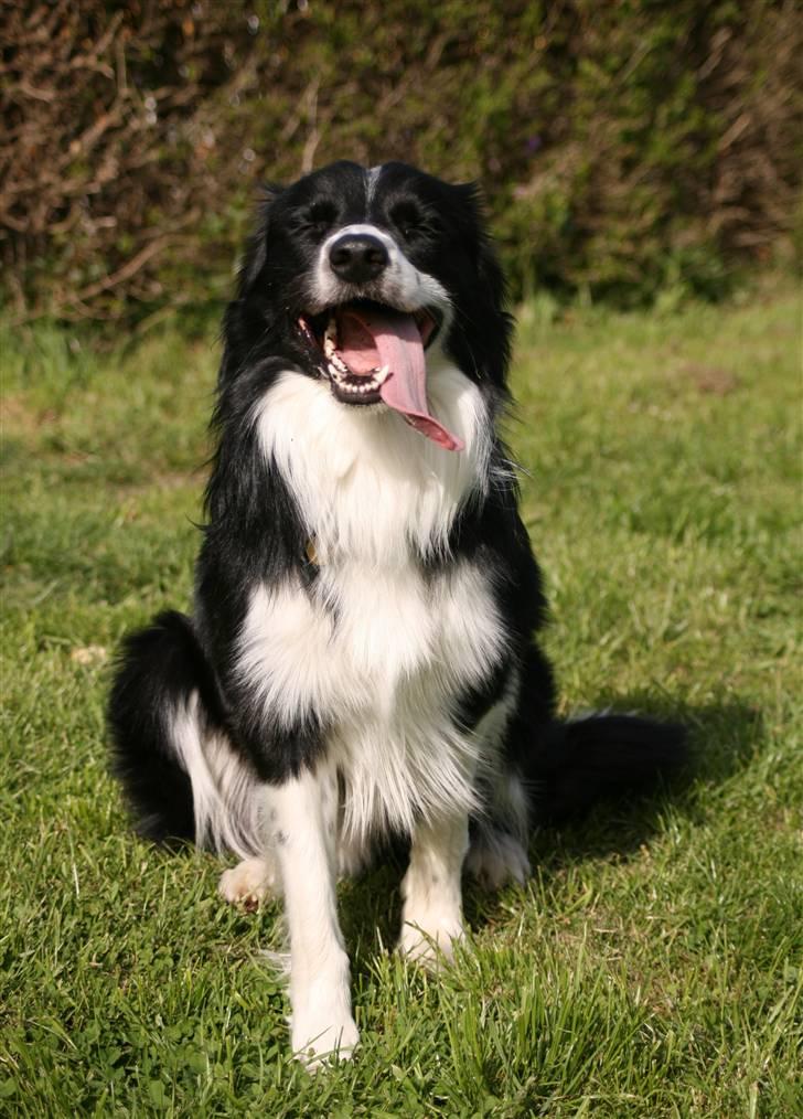 Border collie Murphy billede 3