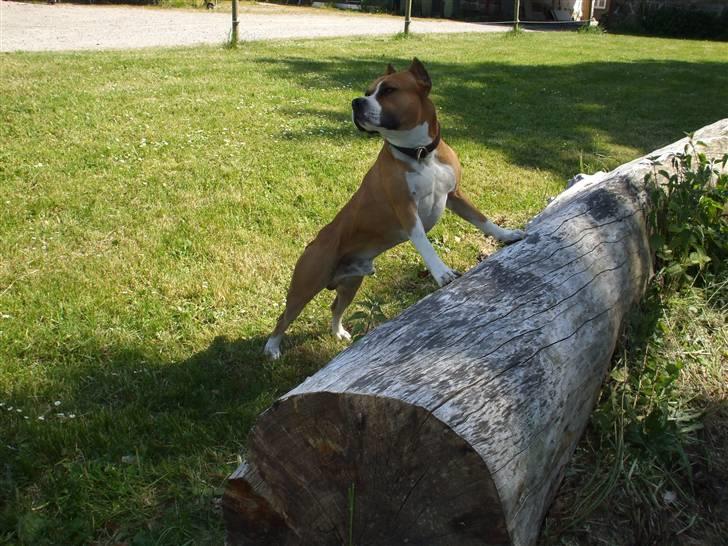 Amerikansk staffordshire terrier Knight Goodfree (king) billede 1