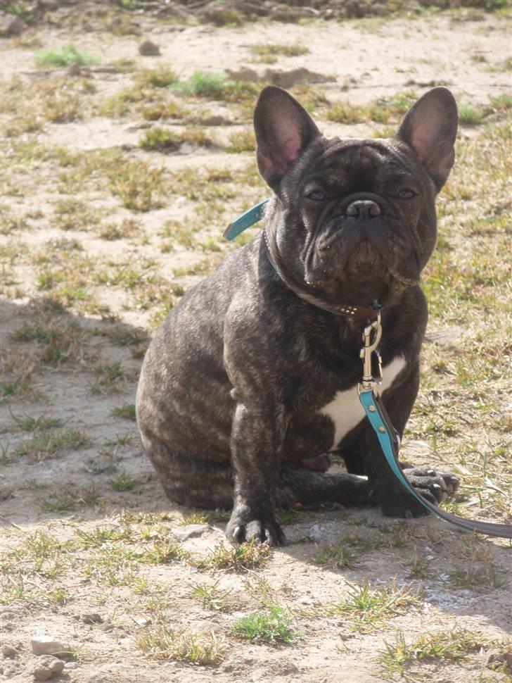 Fransk bulldog Albert billede 4