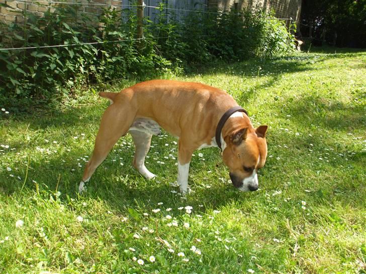 Amerikansk staffordshire terrier Knight Goodfree (king) billede 2