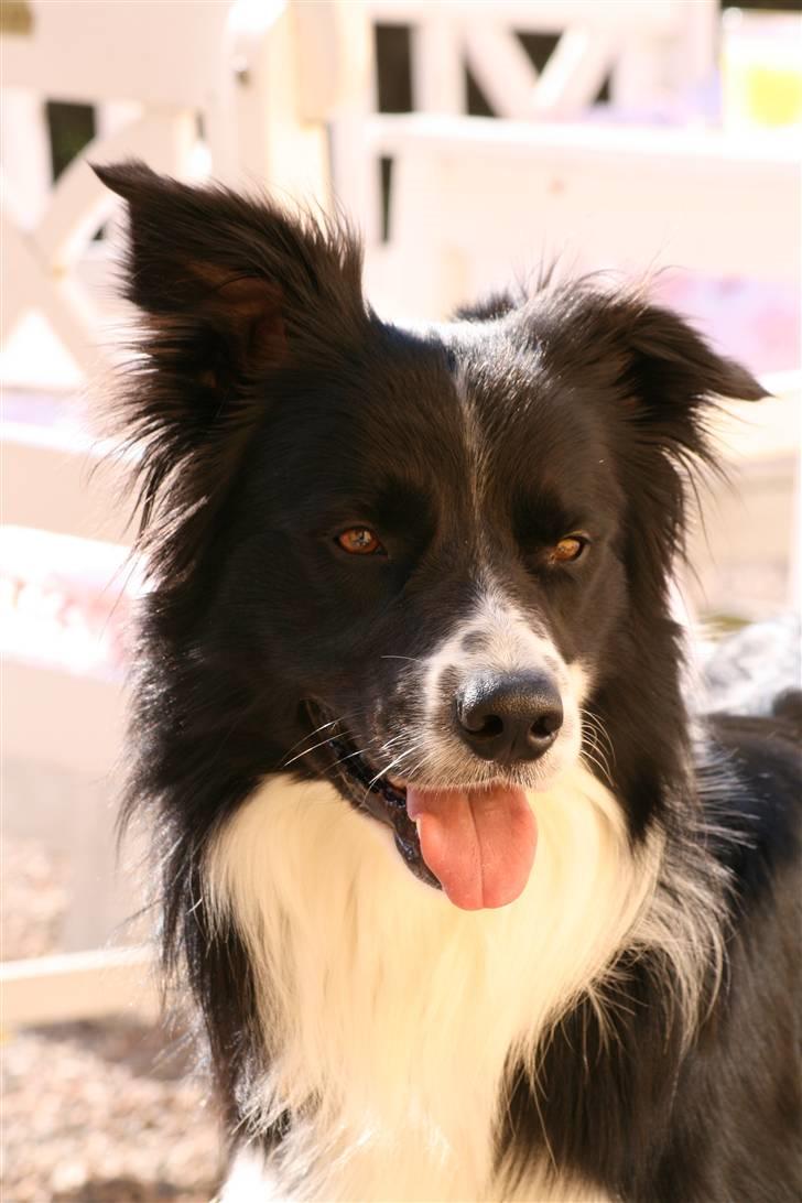 Border collie Murphy billede 4