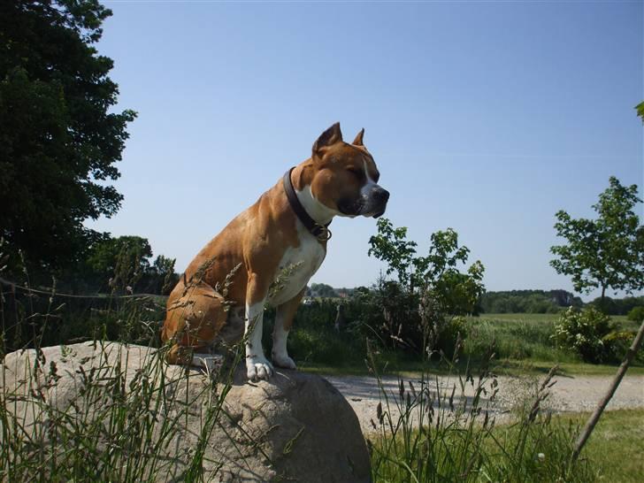 Amerikansk staffordshire terrier Knight Goodfree (king) billede 3