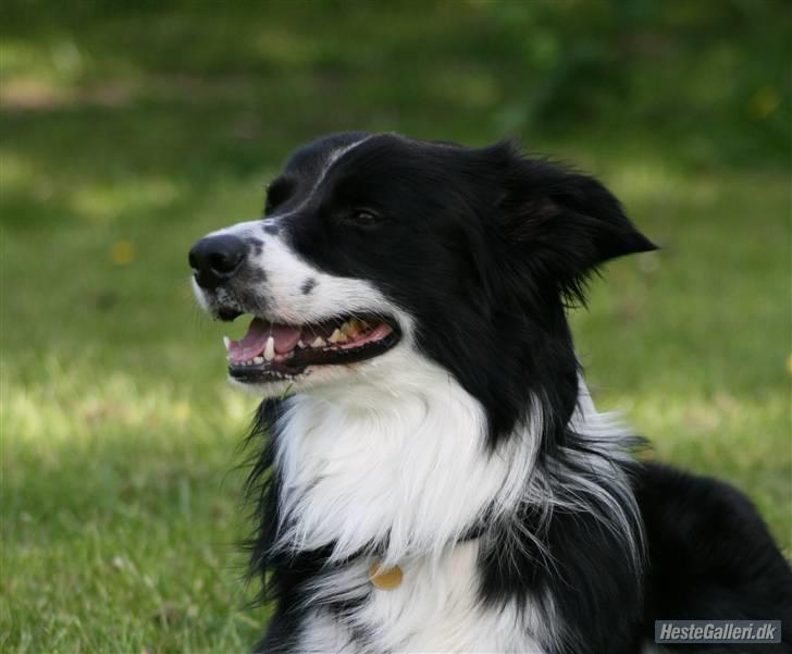 Border collie Murphy billede 5