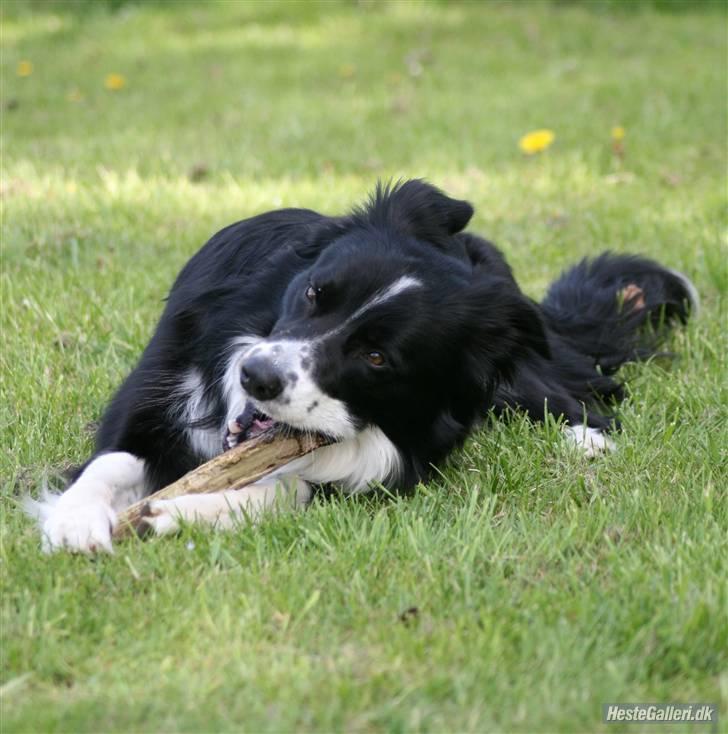 Border collie Murphy billede 6