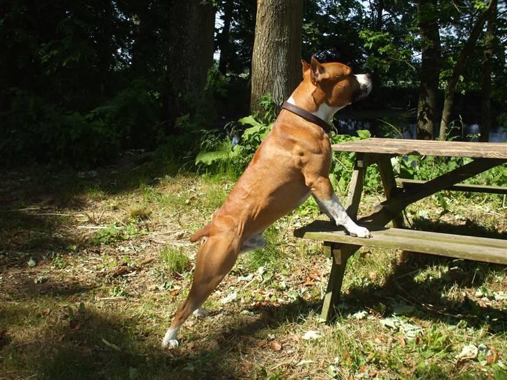 Amerikansk staffordshire terrier Knight Goodfree (king) billede 4