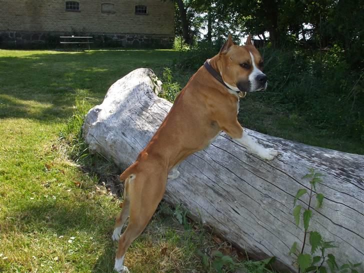 Amerikansk staffordshire terrier Knight Goodfree (king) billede 5