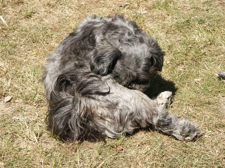 Lhasa apso Freja (tullermus) billede 7