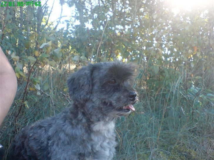 Lhasa apso Freja (tullermus) billede 8