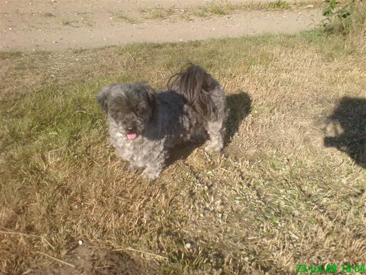 Lhasa apso Freja (tullermus) billede 9