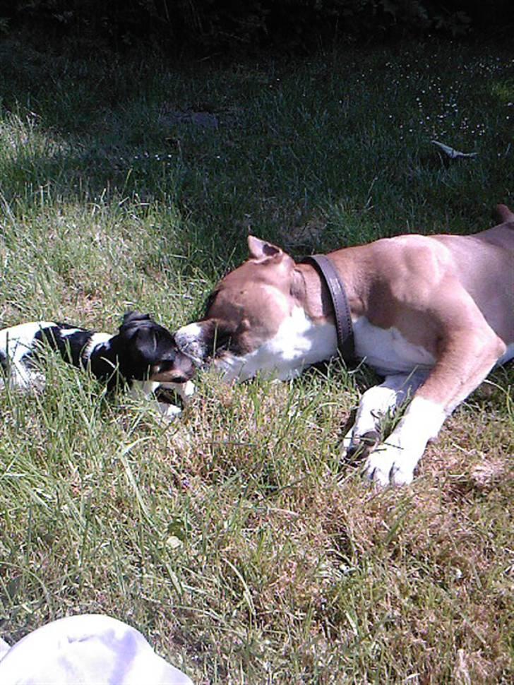 Amerikansk staffordshire terrier Knight Goodfree (king) billede 6