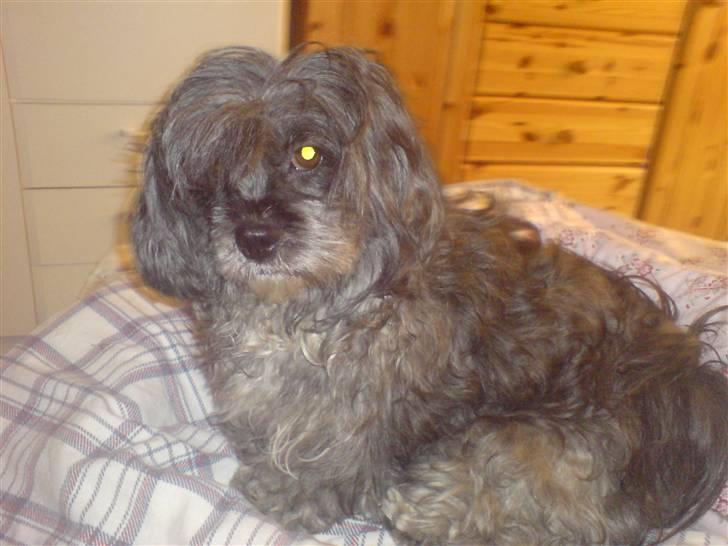 Lhasa apso Freja (tullermus) billede 10